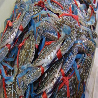 铜陵海鲜活体空运